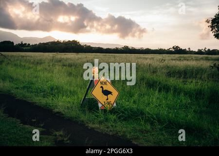 Straßenschild am Kreuz Nene in der Nähe einer Straße in Kauai, Hawaii - dezember 2022. Hochwertiges Foto Stockfoto