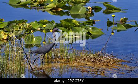 Eleganter Little Blue Heron und Lilienvögel entlang des Wildlife Drive am Lake Apopka in Florida, USA Stockfoto