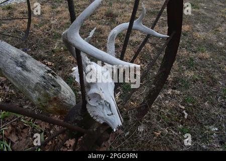 Ein alter, ausgeblichener Weißschwanz-Hirsch (odocoileus virginianus), der in einem alten eisernen Wagenrad steckt. Ländlicher Missouri, MO, USA, USA, USA. Stockfoto