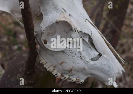 Ein alter Weißschwanz-Hirsch (odocoileus virginianus)-Schädel. Nahaufnahme. Ländlicher Missouri, MO, USA, USA, USA. Stockfoto