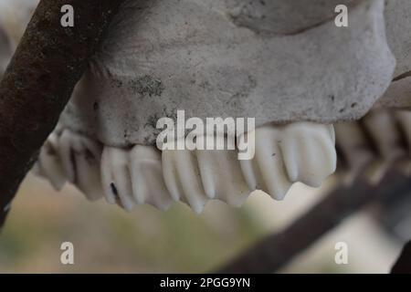Ein alter, ausgeblichener Weißschwanz-Hirsch (odocoileus virginianus)-Schädel, Verschlüsse der Zähne. Ländlicher Missouri, MO, USA, USA, USA. Stockfoto