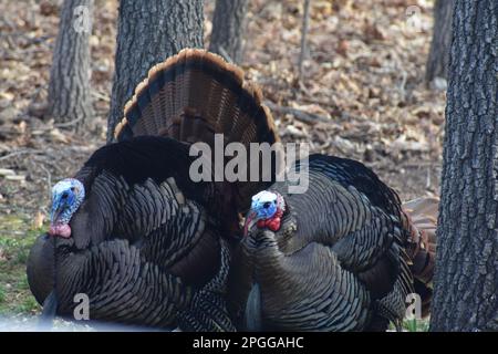 Zwei wilde truthähne (Meleagris gallopavo) stolzieren, um die Aufmerksamkeit der Truthähne zu erregen. Ländlicher Missouri, MO, USA, USA, USA. Stockfoto