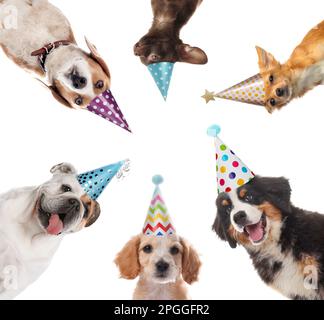 Süße Hunde mit Partyhüten auf weißem Hintergrund, Collage Stockfoto