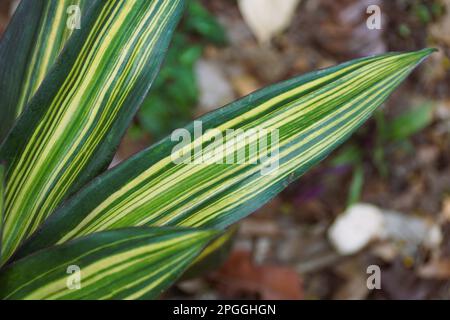 Nahaufnahme der wunderschönen grünen und gelben Blätter von Tradescantia spathacea vittata, einer seltenen tropischen Hauspflanze Stockfoto