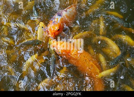 Eine Fütterungsfreundin mit großen Koi und kleinen Karpfen in einem Teich Stockfoto