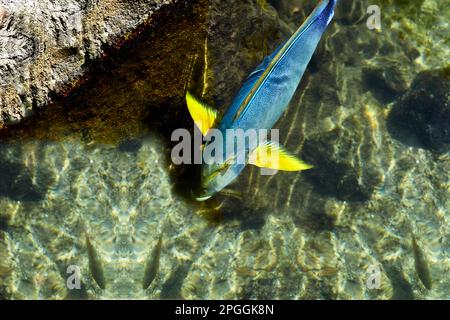 Hawaiianisches tropisches Uhu, Papageienfisch, Schwimmen im flachen Wasser Stockfoto