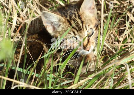 Wildkatze (Cattus domesticus) Stockfoto