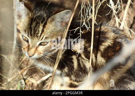 Wildkatze (Cattus domesticus) Stockfoto