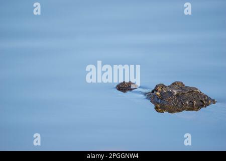 Der Alligatorkopf blickt über das blaue Wasser eines ruhigen Sees in South Carolina Stockfoto