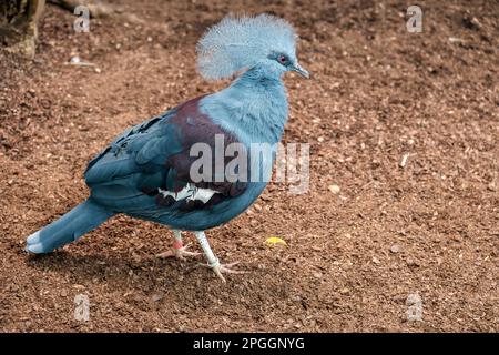 Südliche gekrönt Taube (Goura scheepmakeri sclateri) Stockfoto