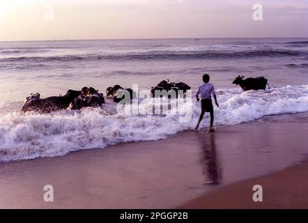 Ein Mann badet Büffel in Marina Beach, Chennai Madras, Tamil Nadu, Südindien, Indien, Asien Stockfoto