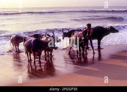 Ein Mann badet Büffel in Marina Beach, Chennai Madras, Tamil Nadu, Südindien, Indien, Asien Stockfoto