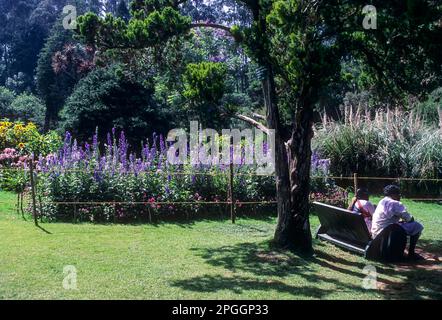 Der Botanische Garten der Regierung in Udhagamandalam Ooty, Nilgiris, Tamil Nadu, Südindien, Indien, Asien Stockfoto