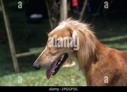 Wohnwagenhund, Mudhol Hound indische Hunderasse, Karnataka, Indien Stockfoto