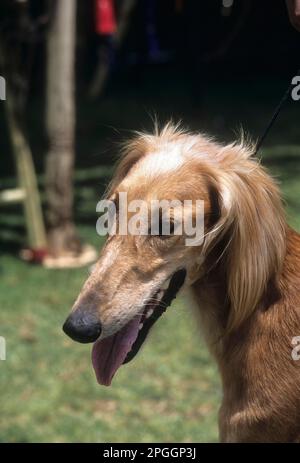 Wohnwagenhund, Mudhol Hound indische Hunderasse, Karnataka, Indien Stockfoto