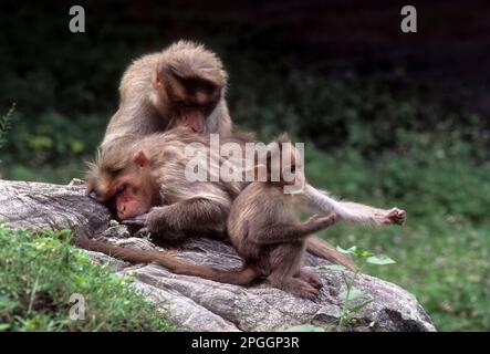 Bonnet Macaque (Macaca radiata) entfernt Läuse, Mutter und Junges im Bandipur-Nationalpark, Karnataka, Indien, Asien Stockfoto