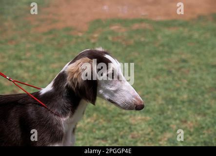 Wohnwagenhund, Mudhol Hound indische Hunderasse, Karnataka, Indien Stockfoto