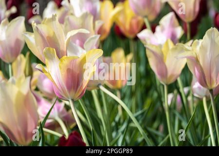 Wunderschöne Tulpen im Atlanta Botanical Garden in Midtown Atlanta, Georgia. (USA) Stockfoto