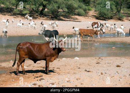 Kuh, Hoanib-Fluss bei Khowarib, Damaraland, Namibia, Kühe Stockfoto