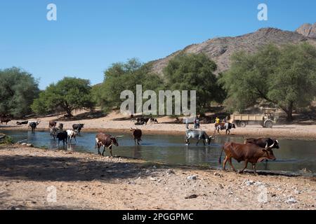 Kuh, Hoanib-Fluss bei Khowarib, Damaraland, Namibia, Kühe Stockfoto