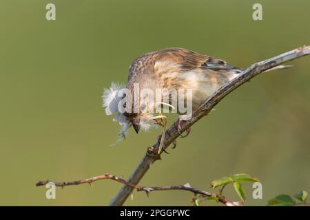 Linnet (Carduelis Cannabina), Texel, Nordholland, Niederlande Stockfoto