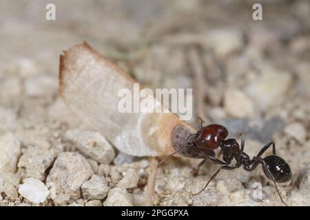 Erntemaschine Ameise (Messor barbara), mittlere Arbeitskraft, mit Kiefernsamen, Chaine des Alpilles, Bouches-du-Rhone, Provence, Frankreich Stockfoto