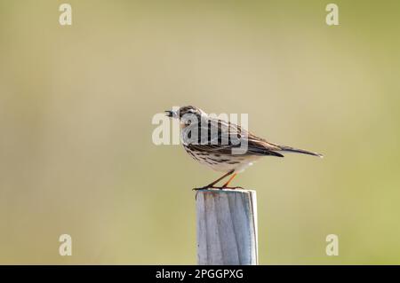 Meadow Pipit (Anthus pratensis), ausgewachsen, mit Karabidkäfer-Beute im Schnabel, hoch oben auf Holzpfahl, Beadnell, Northumberland, England, Vereinigtes Königreich Stockfoto