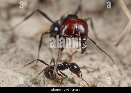 Erntemaschine Ameise (Messor barbara) Haupt- und Nebenarbeiter, Hauptarbeiter mit offenen Backen in defensiver Haltung, Chaine des Alpilles, Bouches-du-Rhone Stockfoto