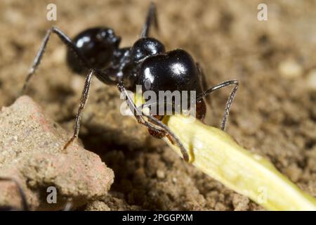 Erntemaschine Ameisen, andere Tiere, Insekten, Tiere, Ameisen, Harvester Ant (Messor bouvieri) Erwachsener, Mittelarbeiter, der Saatgut mit sich führt Stockfoto