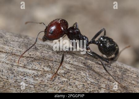 Erntemaschine Ameise (Messor barbara), mittlere Arbeitskraft, Chaine des Alpilles, Bouches-du-Rhone, Provence, Frankreich Stockfoto