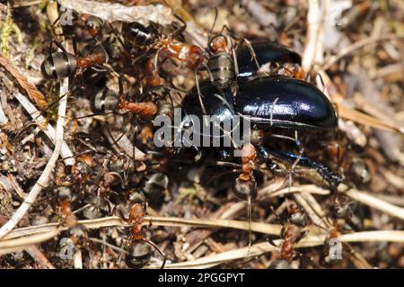 Arbeiter des Southern Wood Ant (Formica rufa), Gruppe, die Violet Ground Beetle (Carabus violaceus) in das Nest zieht, Arne RSPB Reserve, Dorset, England Stockfoto