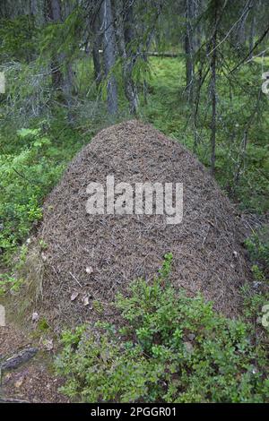 Große Rotholz-Ameisen, große Rotholz-Ameisen, andere Tiere, Insekten, Tiere, Ameisen, Nest der südlichen Waldanze (Formica rufa), im Nadelwald, Finnland Stockfoto