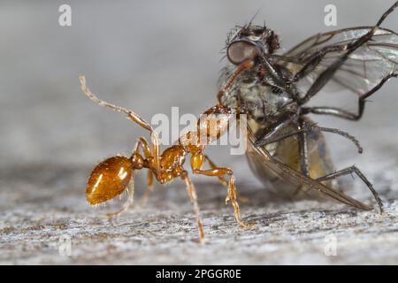 Red Ant (Myrmica rubra) erwachsener Arbeiter, die tote Fliege zurück zum Nest schleppen, Powys, Wales, Vereinigtes Königreich Stockfoto