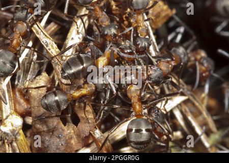 Southern Wood Ant (Formica rufa) Erwachsene Arbeitnehmer, auf der Oberfläche des Nesthügels, Exmoor, Somerset, England, Vereinigtes Königreich Stockfoto