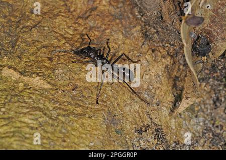 24-stündige Ameise, 24-stündige Ameise, Kugelameise (Paraponera clavata), tropische Riesenameisen, andere Tiere, Insekten, Tiere, Ameisen, Bullet Ant Erwachsener, ein Stockfoto