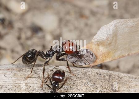 Erntemaschine Ameise (Messor barbara), mittlere Arbeitskraft, mit Kiefernsamen, Chaine des Alpilles, Bouches-du-Rhone, Provence, Frankreich Stockfoto