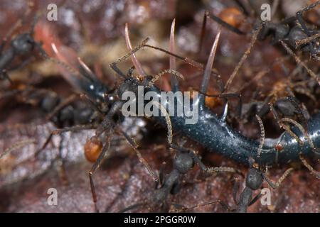 Burchells Armeeameise (Eciton burchellii), Erwachsene Arbeiter, Gruppe, die schwanzlosen Peitschenskorpion (Amblypygi sp.), Los Amigos Biological Station, Madre Stockfoto