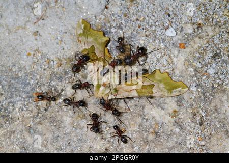 Southern Wood Ant (Formica rufa) Erwachsene, Gruppe tötet Lime hawkmoth (Mimas tiliae) Beute, Cannobina Valley, italienische Alpen, Piemont, Norditalien Stockfoto