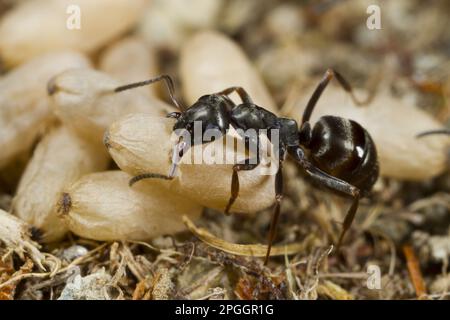 Wood Ant (Formica lemani), ausgewachsener Arbeitnehmer, der in Nest, Powys, Wales, Vereinigtes Königreich, Kokon-Puppen trägt Stockfoto