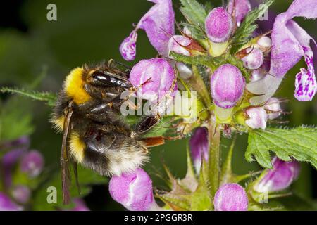 Große Gartenbumblebee (Bombus ruderatus) Königin, Fütterung von Hanfnessel (Galeopsis sp.) Blumen, Ariege Pyrenäen, Midi-Pyrenäen, Frankreich Stockfoto