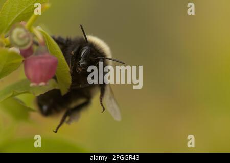 Hummeln, Hummeln, Hummeln, Hummeln, andere Tiere, Insekten, Tiere, Bilberry Bumblebee (Bombus monticola) weiblich Stockfoto