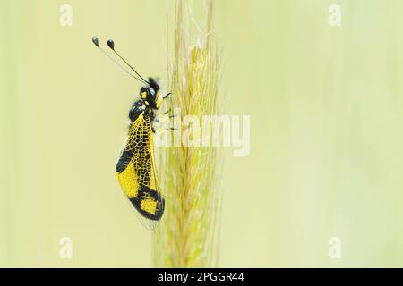 Schwarzgelbe Eulenfliege (Libelloides longicornis), Langfinger-Schmetterlingsmotte, andere Tiere, Insekten, Tiere, Askalaphid, Erwachsener, ruht sich auf Gras aus Stockfoto