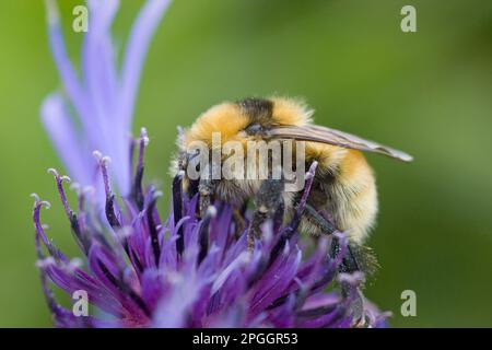 Gelbe Bumblebee (Bombus Distinguendus), Erwachsene, Fütterung von Blumen, Festland, Orkney, Schottland, Vereinigtes Königreich Stockfoto