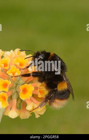 Bumblebee (Bombus terrestris), Erwachsener, ruht auf Buddleia (Buddleja sp.) Flowers, Oxfordshire, England, Vereinigtes Königreich Stockfoto