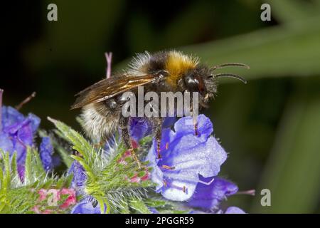 Barbutts Kuckuckuck barbutts Kuckuckuckuckucku-Biene (Bombus barbutellus), weiblich, ernähren sich von der Viper's Bugloss, Norfolk Stockfoto