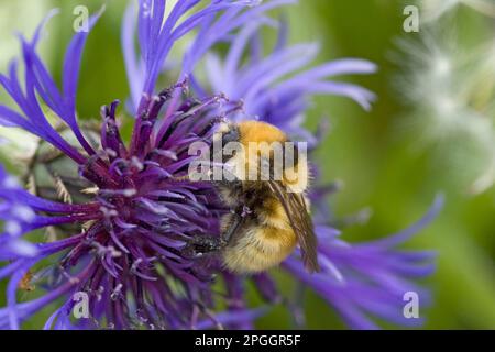 Gelbe Bumblebee (Bombus Distinguendus), Erwachsene, Fütterung von Blumen, Festland, Orkney, Schottland, Vereinigtes Königreich Stockfoto