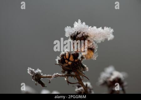 Hummeln (Apidae sp.) Toter Erwachsener, bedeckt mit Eiskristallen, gefroren auf totem Blumenkopf, Sheffield, South Yorkshire, England, Vereinigtes Königreich Stockfoto