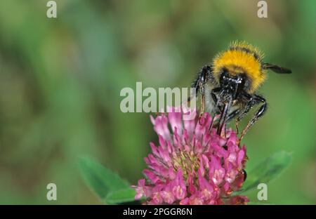 Large Garden Bumblebee (Bombus ruderatus), Erwachsenenfütterung von Rotklee in Salzmarsch, Brancaster, Norfolk, England, Großbritannien Stockfoto
