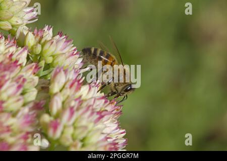 Honigbiene (APIs mellifera), ausgewachsene Arbeitnehmerin, die Nektar von Blüten der Eispflanze (Sedum sp.) sammelt, Kent, England, Vereinigtes Königreich Stockfoto