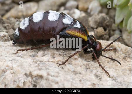 Blasenkäfer (Pseudomeloe sanguinolentus) männlich, Parque National Pan de Azucar, Atacama-Wüste, Chile Stockfoto